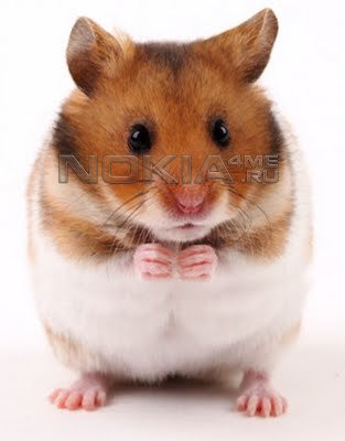 Talking Hamster -    Symbian^3, 9.4